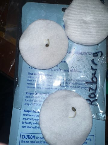 My First Grow (Razberry Lime Soda - Purple City Genetics) — germination, day 4