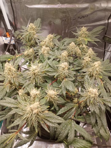 Wizard Punch first grow  — flower, day 97