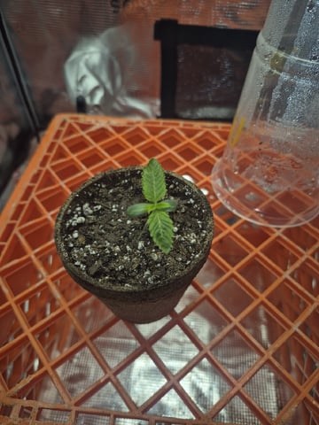 Grow 1 2026 Dream Widow — seedling_rooting, day 11