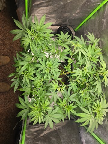 First grow — flower, day 52