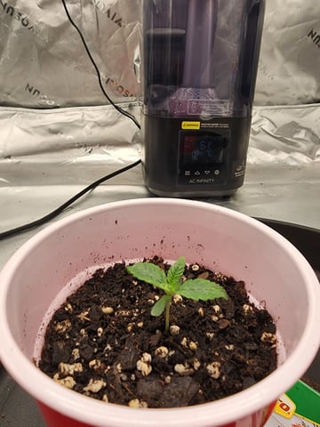 trap n pink — seedling_rooting, day 7
