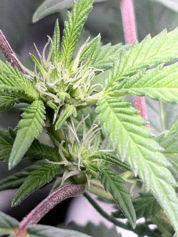 CANDYLAND — flower, day 117