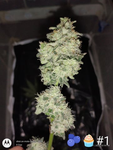 Blueberry Cupcake -- Humboldt County (pheno hunt/clone run) — flower, day 37