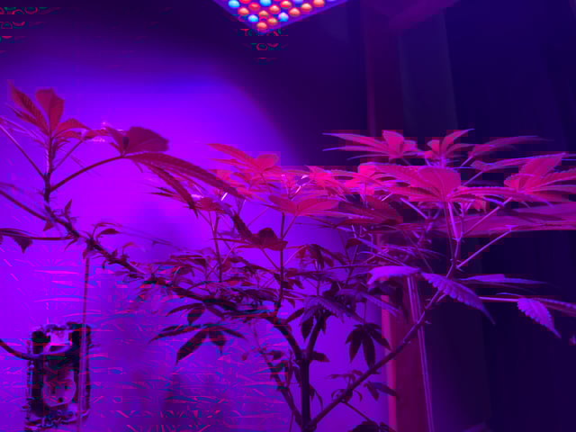 OG Kush — vegetative, day 47