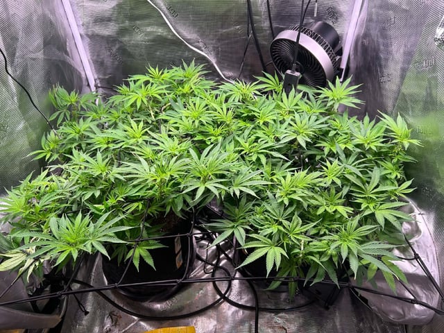 Blue Dream Feminized  — flower, day 104