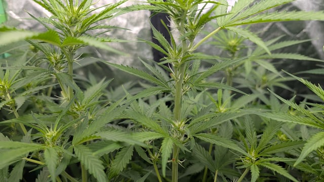 Strawberry Cheesecake Seedsman Seeds Autoflowers x2 — flower, day 53