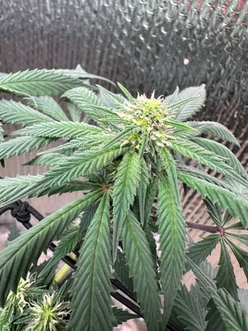 trying some bag seeds — flower, day 49