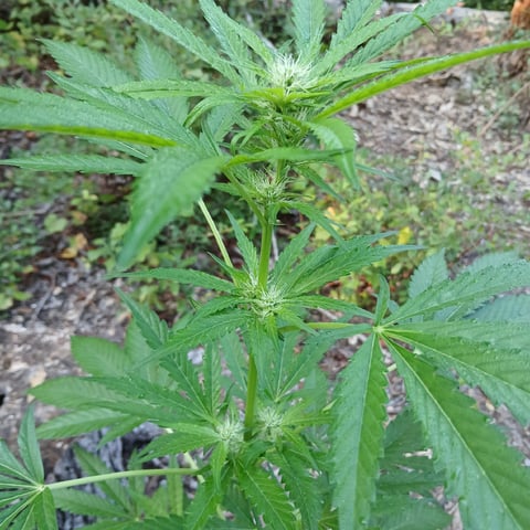 1GreenThumb