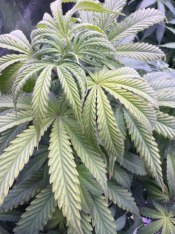 Cookies Haze — vegetative, day 64