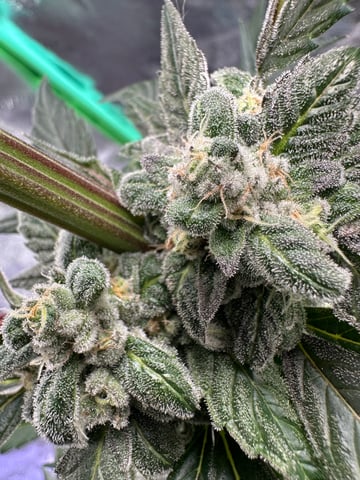 Gelly Mama and Sugar Tree — flower, day 132