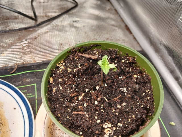 9lbhammer feminized  — seedling_rooting, day 3