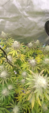 Skunk #1 — flower, day 120