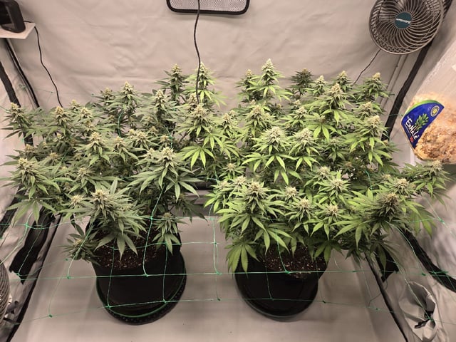 Zoap & Mimosa x OrangePunch — flower, day 106