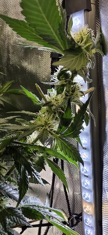 Ace Killer OG — flower, day 71