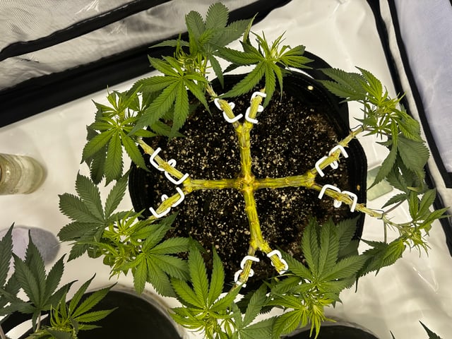 XJ-13 x Pennywise — vegetative, day 36