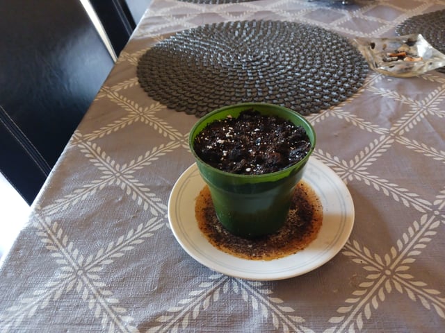 4th grow  — germination, day 67