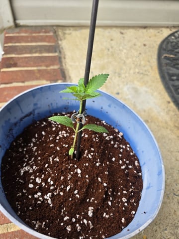 Indoor — vegetative, day 57