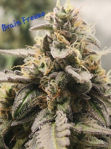 Another round of Mephisto Genetics from Schoolyard Crush and Do-si-delirium drops. — flower, day 57