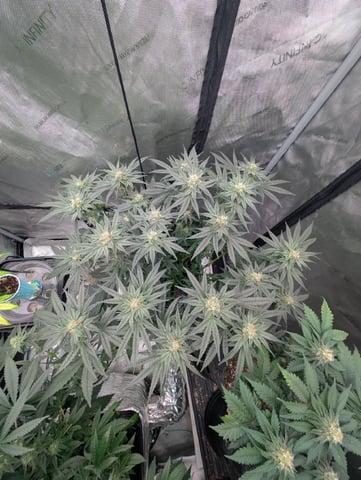 Bloody Mango — flower, day 89