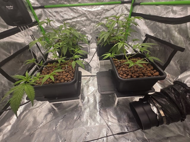 Funk Mountain 2 — flower, day 17