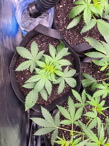 Pineapple Express  — auto, day 6