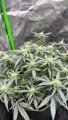 Midsummer Outdoor — flower, day 71