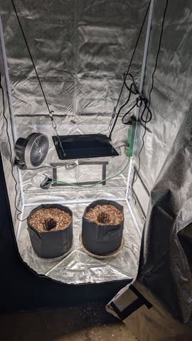 Grow 1 — germination, day 5