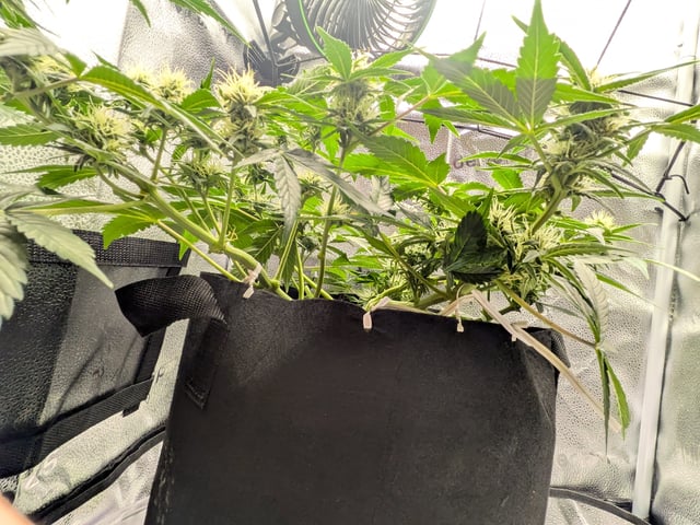 OG III — auto, day 44