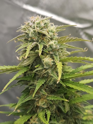 Gorilla Z auto — flower, day 92