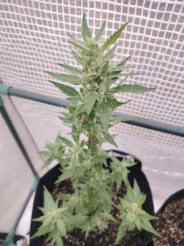 greenhouse grow  — flower, day 2