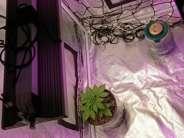 CountryG  — seedling_rooting, day 27