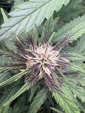 Purple Wedding Glue — flower, day 10