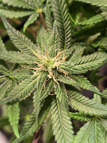 First grow — flower, day 94