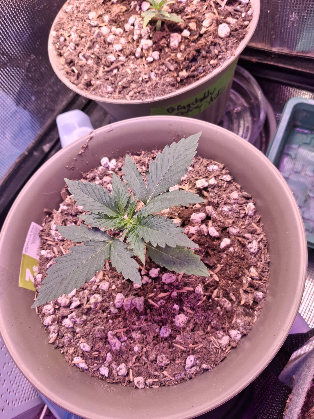 First Lagit Grow