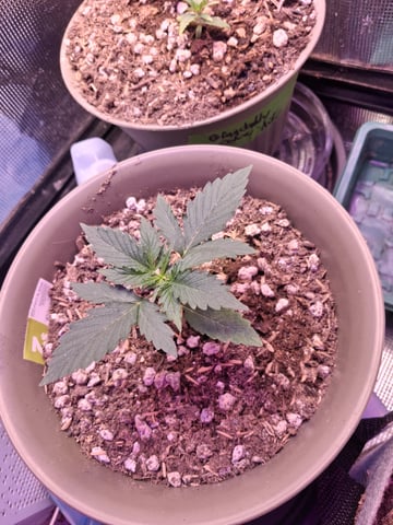 First Lagit Grow — grow_setup, day 1