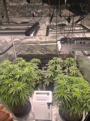 Master Kush — vegetative, day 60