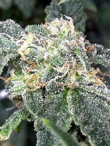 Blueberry critical kush x purple peyote wifi  and one L.a kush cake . — flower, day 32