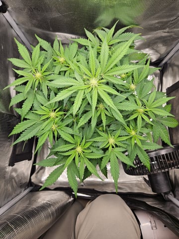 Mimosa Bruce Banner XL — flower, day 38