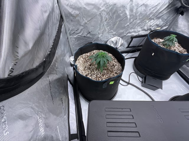 2025-1 — vegetative, day 1