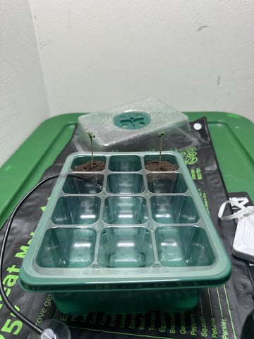 Ztrawberriez (Auto) 2026 - 1 — seedling_rooting, day 5