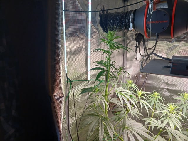 2nd Grow 2026  — flower, day 49