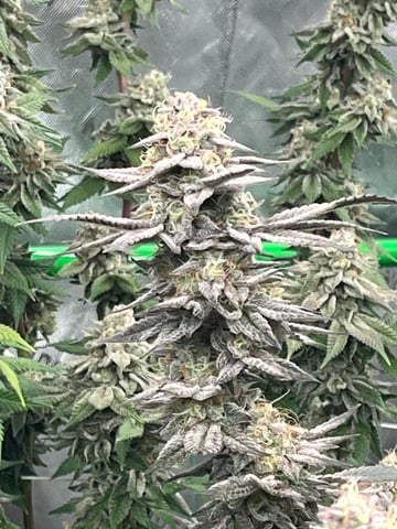 Rookie — flower, day 29