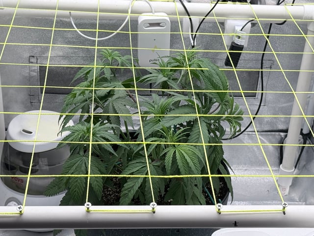 Blue Dream Grow — vegetative, day 16