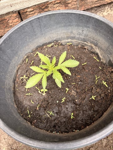 Muliflex — vegetative, day 30