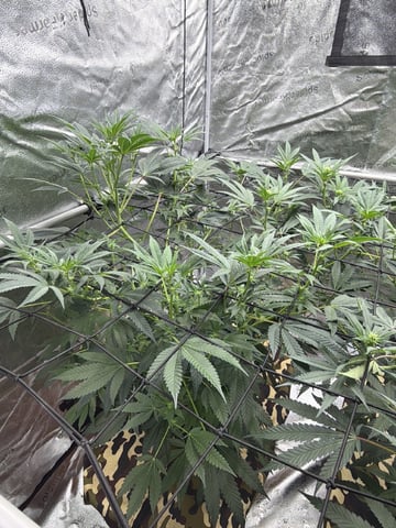 Humboldt, Hella Jelly. Jelly Donut  — flower, day 58