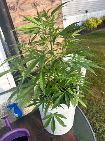 First ever grow — flower, day 57