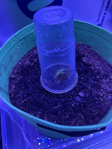 First time growing  — vegetative, day 4