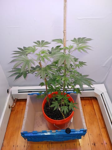 triangle kush  — vegetative, day 29