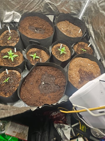 round 2 — flower, day 56