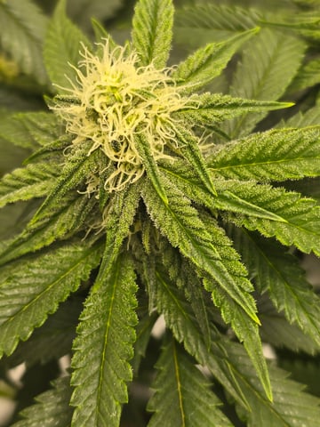 Homegrown - 🍒 🥧 & GSC Auto, 🚀 Seeds 🍌 Buttercups  — flower, day 53